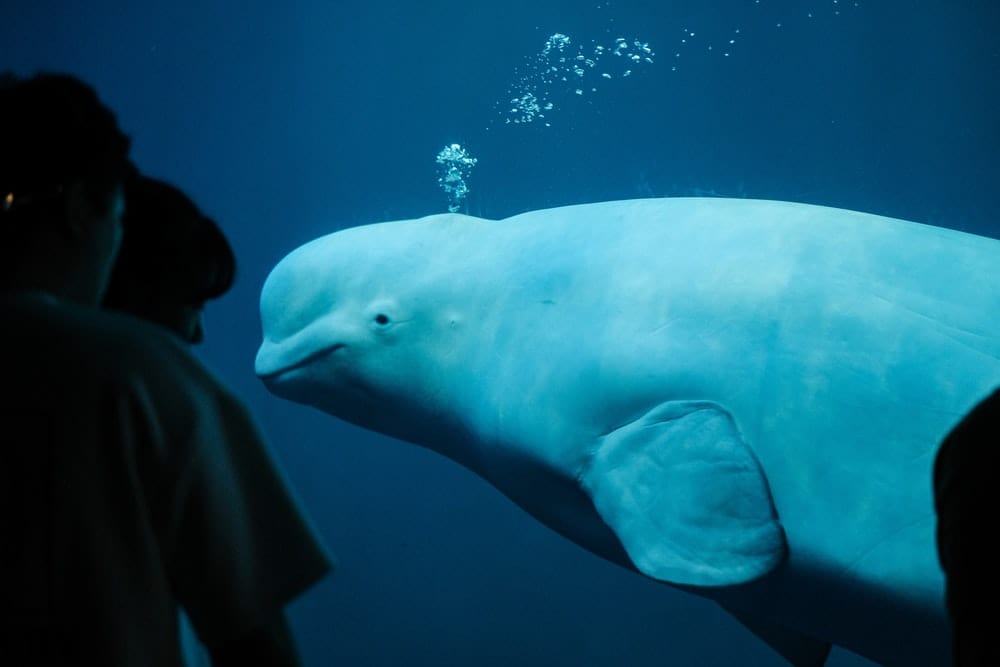 Cross Stitch | Blue Whale - Closeup Photo Of Dolphin - Cross Stitched