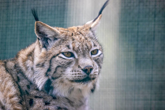 Cross Stitch | Bobcat - Brown And Black Cat In Cage - Cross Stitched