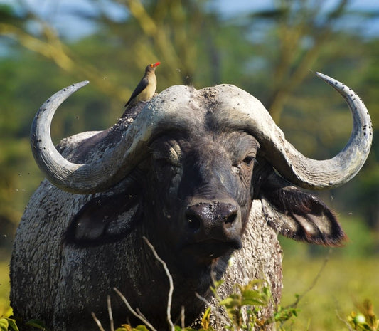 Cross Stitch | Buffalo - Brown Bird On Top Of Black Buffalo In Selective Focus Photography - Cross Stitched