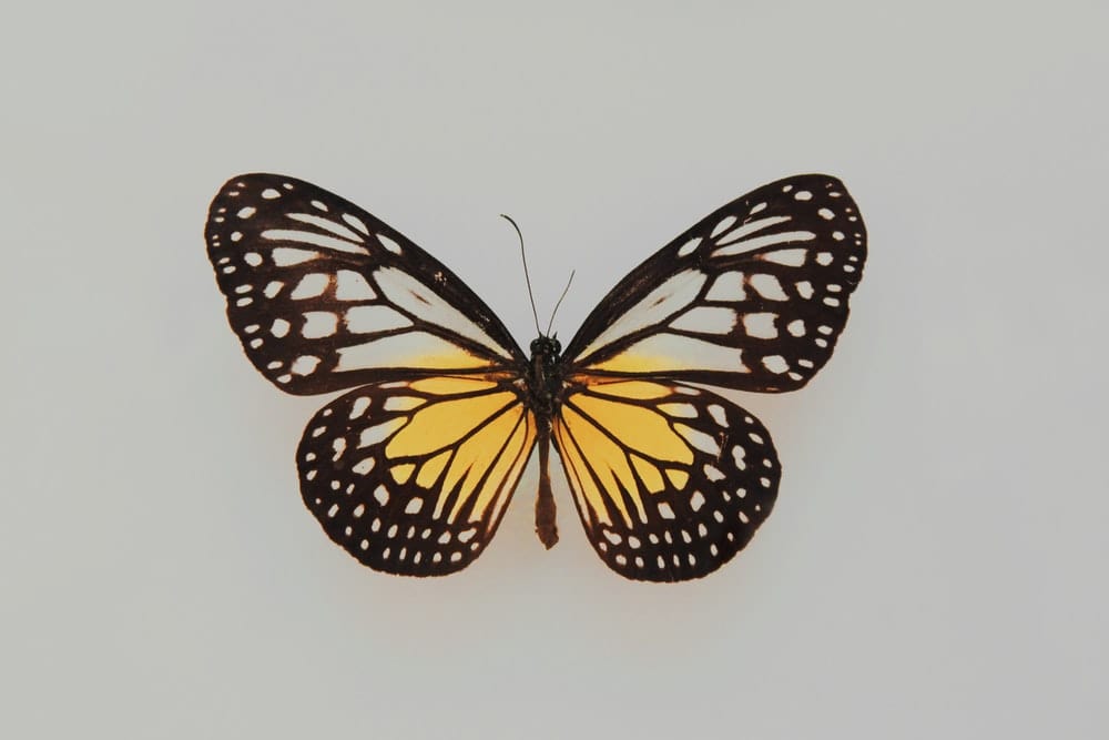 Cross Stitch | Butterfly - Black And Yellow Butterfly - Cross Stitched
