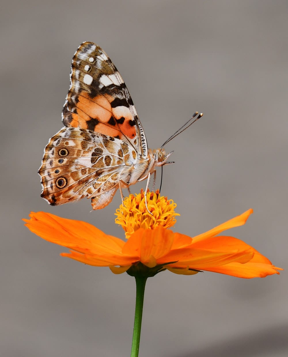 Cross Stitch | Butterfly - Selective Focus Photography Of Butterfly On Orange Petaled Flower - Cross Stitched