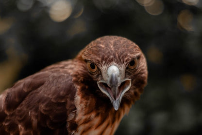 Cross Stitch | Buzzard - Brown Bird In Close Up Photography - Cross Stitched