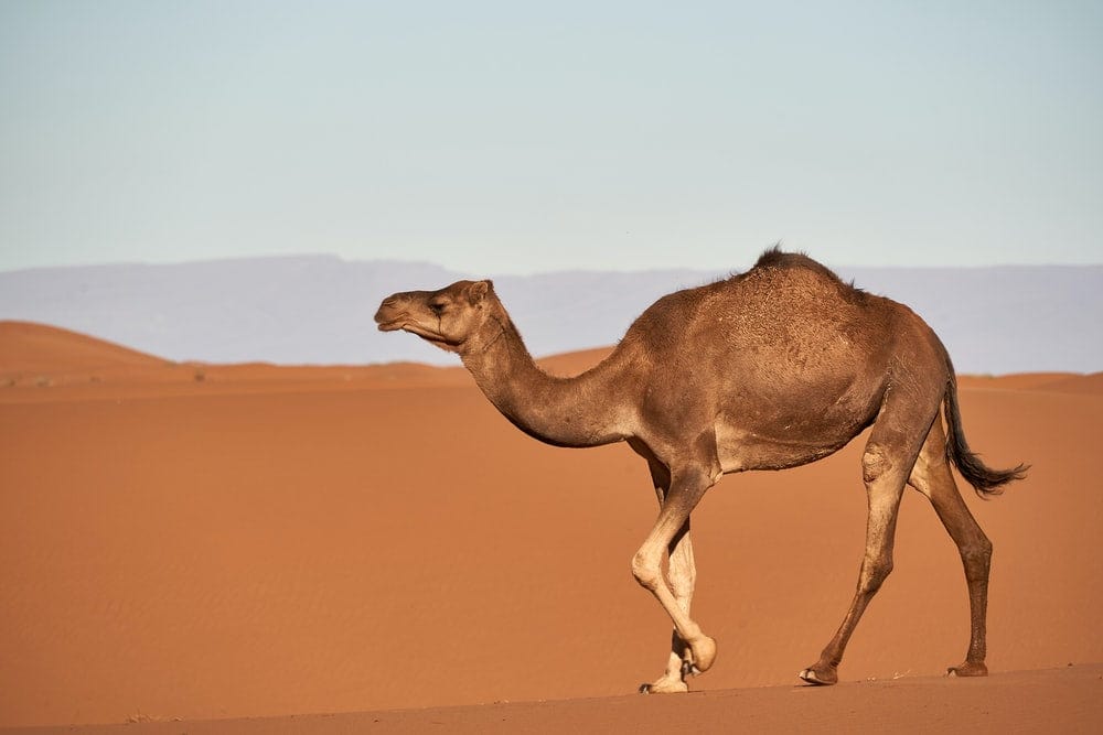 Cross Stitch | Camel - Brown Camel On Desert During Daytime - Cross Stitched