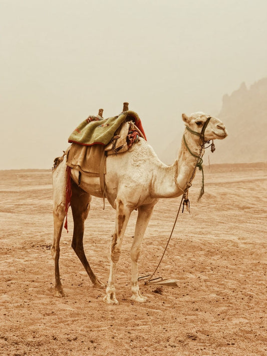 Cross Stitch | Camel - Camel Standing On Desert - Cross Stitched