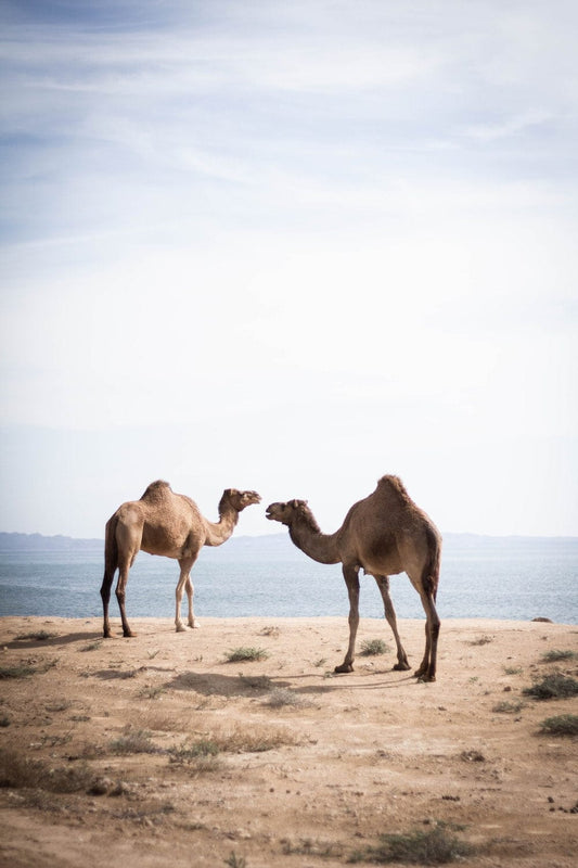 Cross Stitch | Camel - Two Brown Camels Near Body Of Water - Cross Stitched