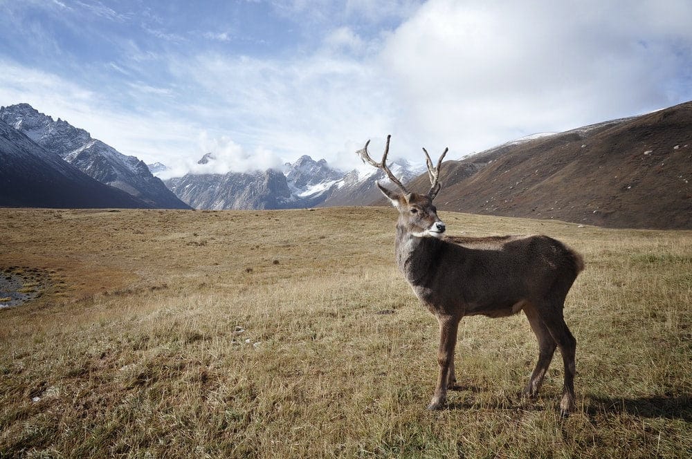 Cross Stitch | Caribou - Brown Deer - Cross Stitched