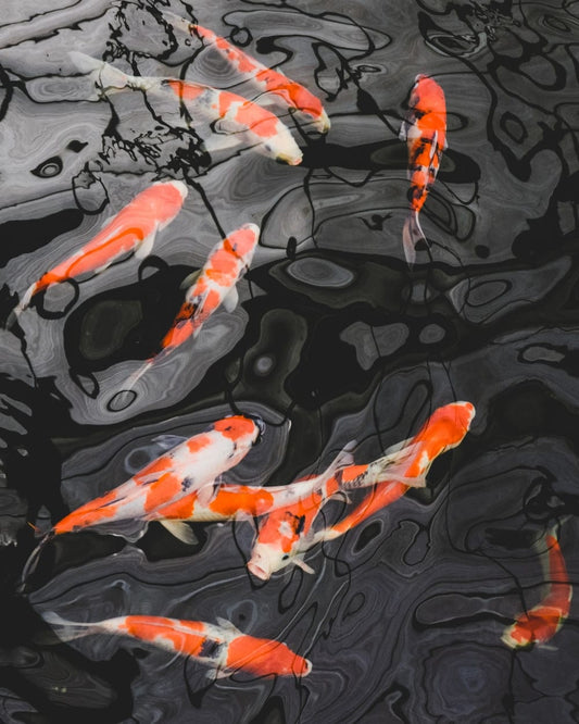 Cross Stitch | Carp - School Of Koi Fish - Cross Stitched