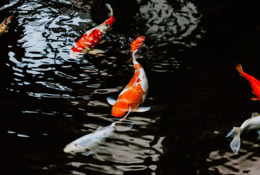 Cross Stitch | Carp - White And Orange Koi Fish On Water - Cross Stitched