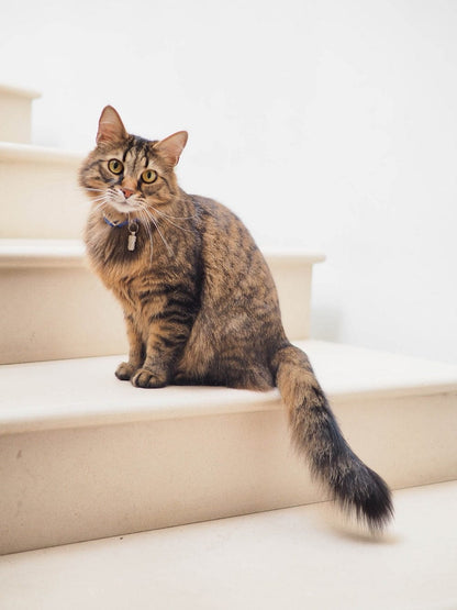 Cross Stitch | Cat - Brown Tabby Cat On White Stairs - Cross Stitched