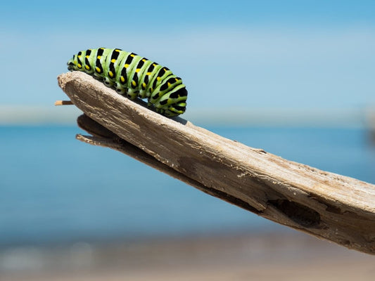 Cross Stitch | Caterpillar - Green And Black Caterpillar On Wood - Cross Stitched