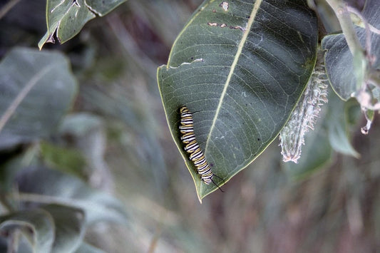 Cross Stitch | Caterpillar - Monarch Caterpillar - Cross Stitched