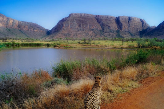 Cross Stitch | Cheetah - Brown And Black Leopard On Brown Grass Field Near Lake During Daytime - Cross Stitched