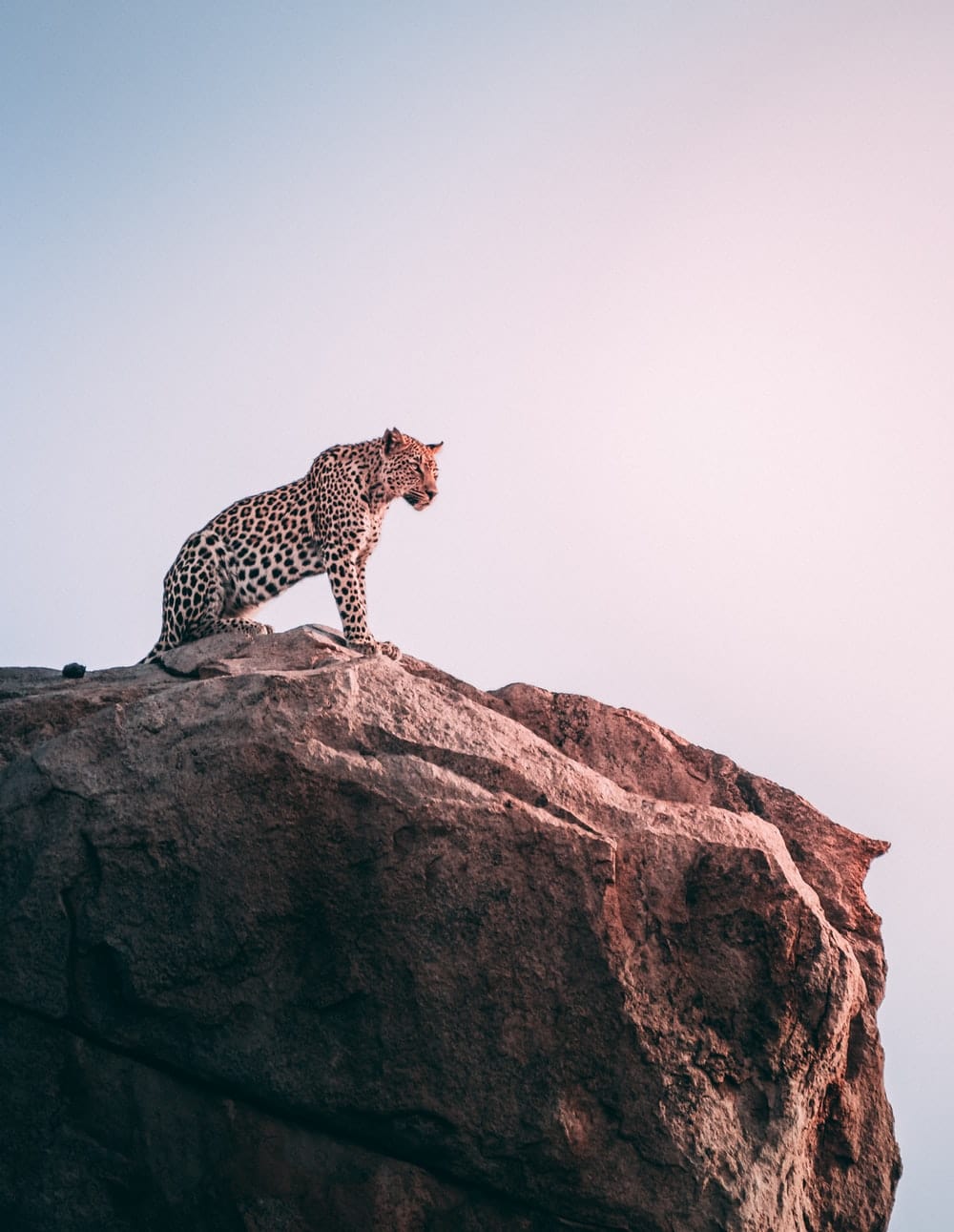 Cross Stitch | Cheetah - Brown Leopard On Top Of Grey Rock - Cross Stitched