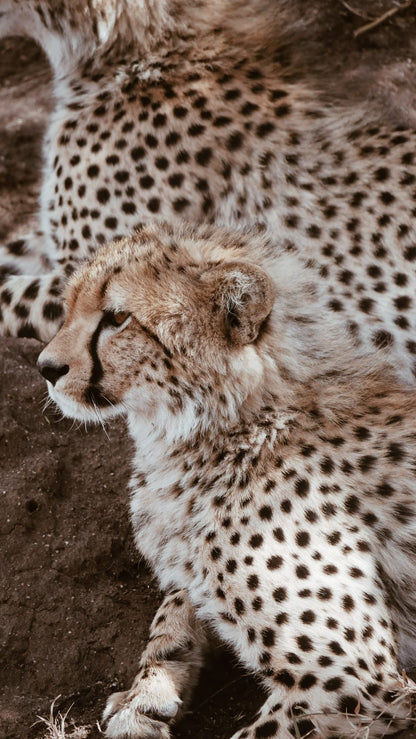 Cross Stitch | Cheetah - Cheetah Cub Beside Adult Cheetah - Cross Stitched