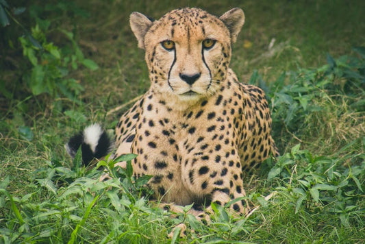Cross Stitch | Cheetah - Cheetah Lying On Green Grass Ground During Daytime - Cross Stitched