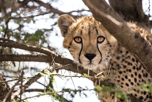Cross Stitch | Cheetah - Cheetah On Tree Branch During Daytime - Cross Stitched