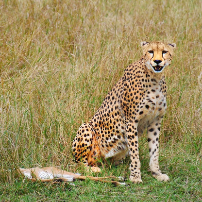 Cross Stitch | Cheetah - Cheetah Photography - Cross Stitched