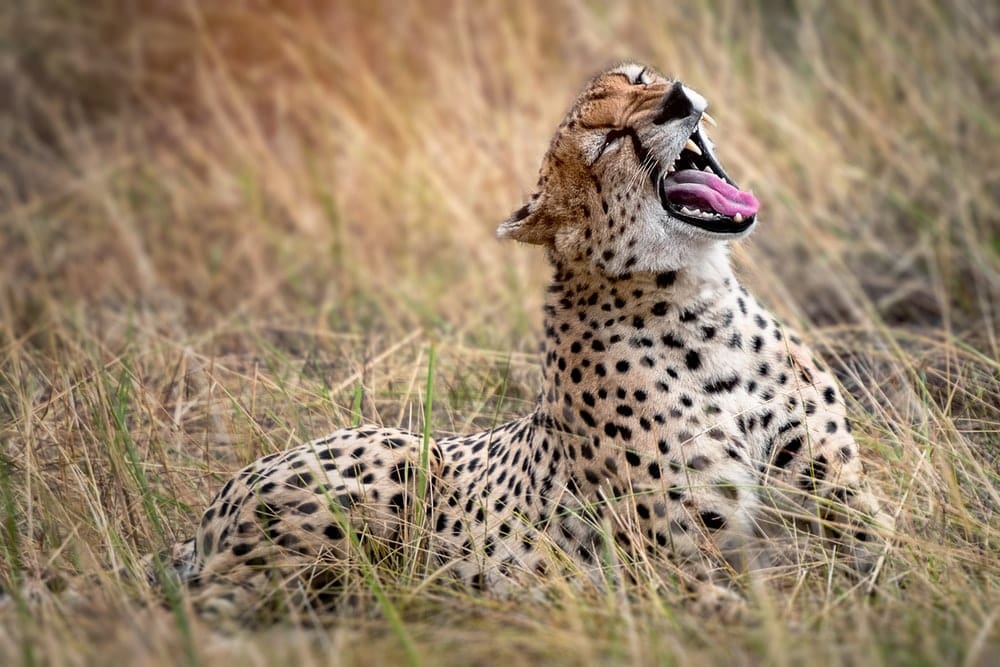 Cross Stitch | Cheetah - Cheetah Resting On Grasses - Cross Stitched