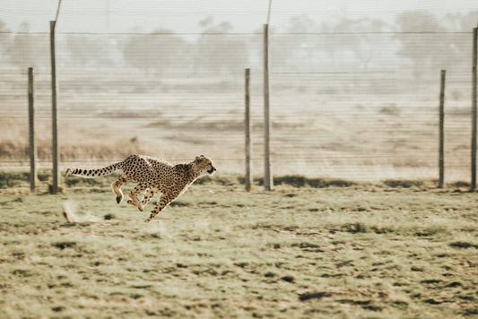 Cross Stitch | Cheetah - Cheetah Running On Brown Field - Cross Stitched