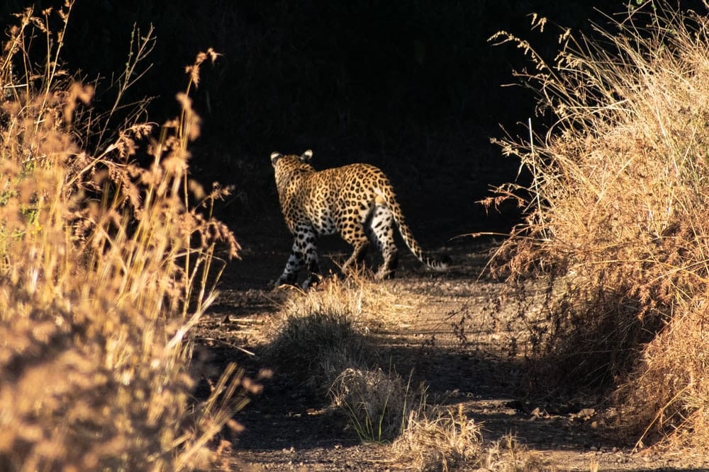 Cross Stitch | Cheetah - Cheetah Walking On Brown Grass Field During Daytime - Cross Stitched