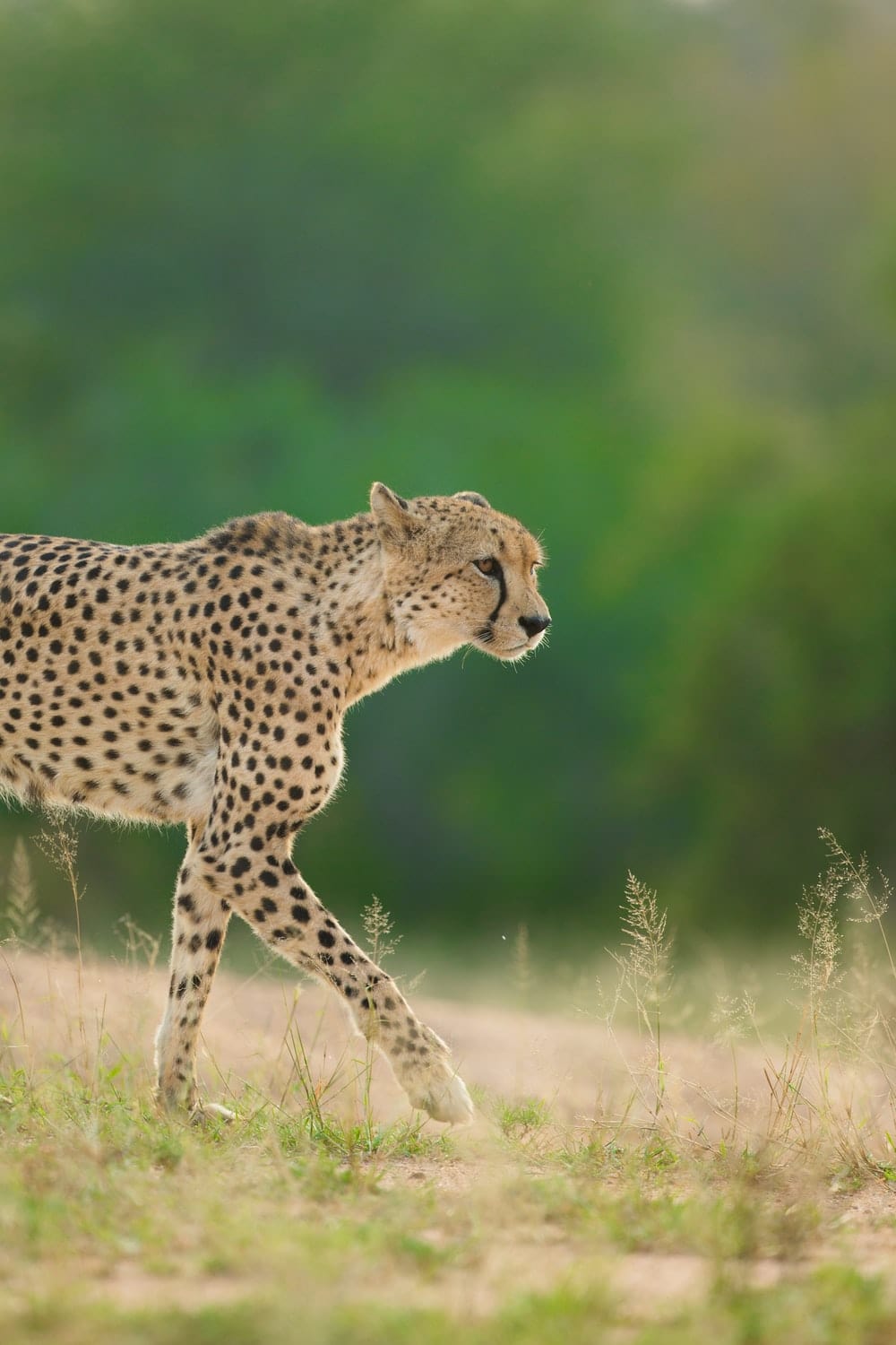 Cross Stitch | Cheetah - Selective Focus Photo Of Cheetah - Cross Stitched