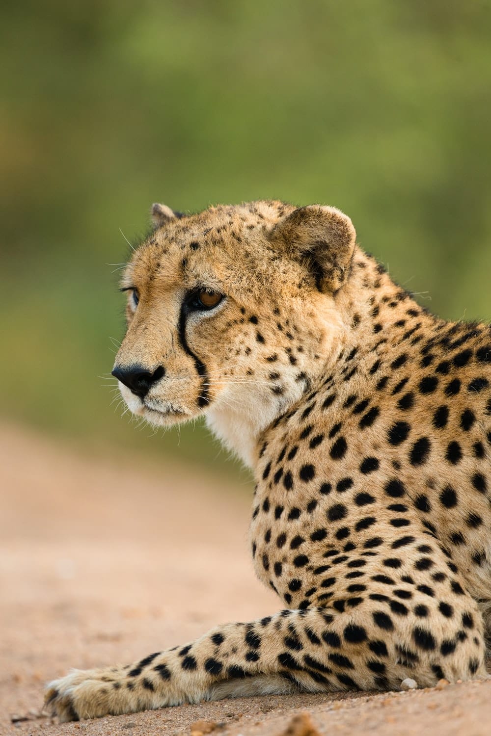 Cross Stitch | Cheetah - Shallow Focus Photography Of Cheetah - Cross Stitched