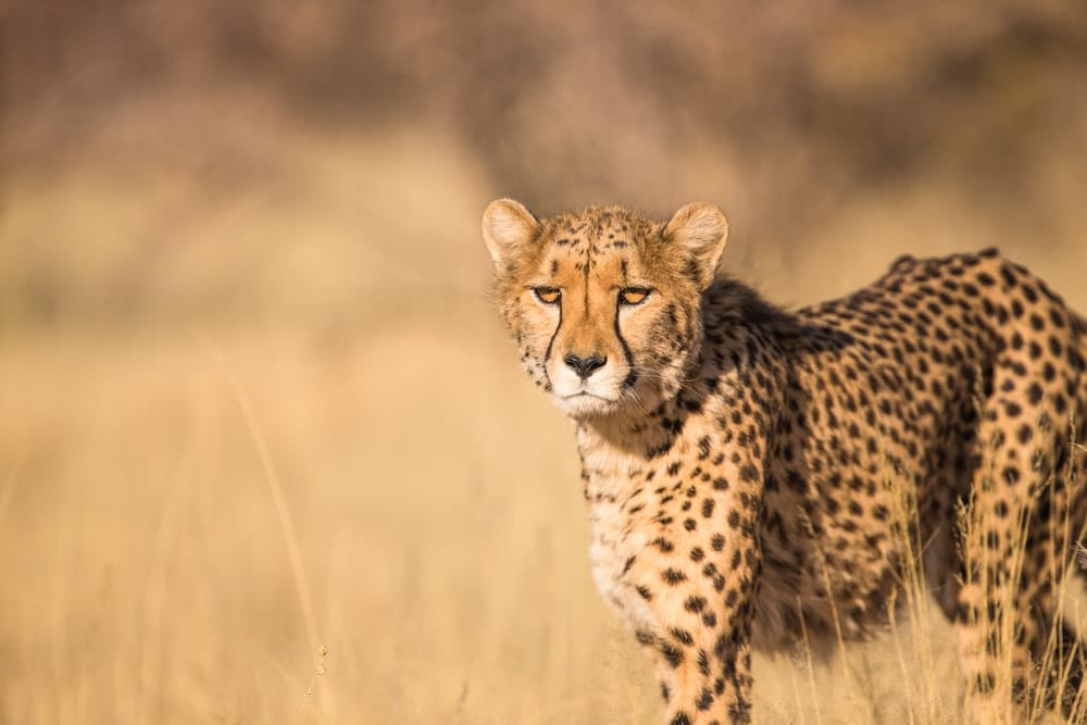 Cross Stitch | Cheetah - Shallow Focus Photography Of Leopard - Cross Stitched