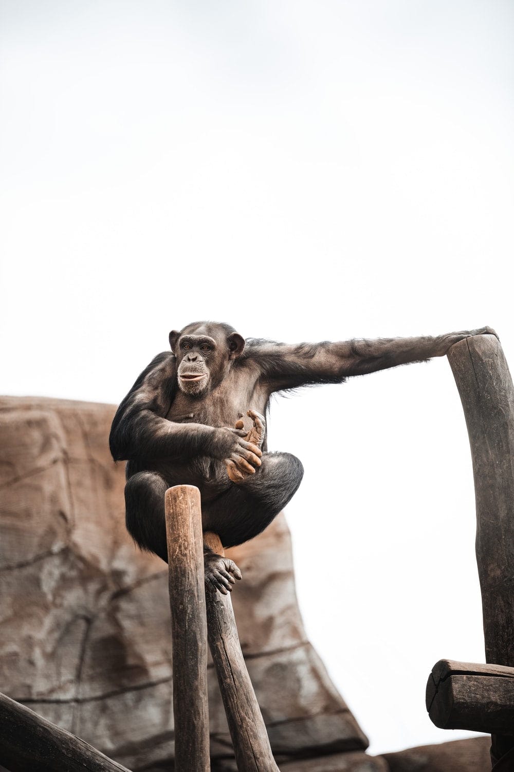 Cross Stitch | Chimpanzee - Black Monkey On Brown Wooden Stick - Cross Stitched