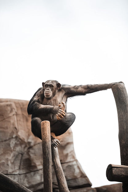 Cross Stitch | Chimpanzee - Black Monkey On Brown Wooden Stick - Cross Stitched