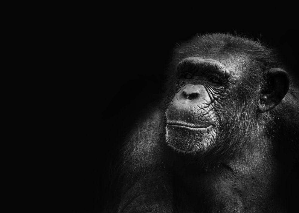 Cross Stitch | Chimpanzee - Grayscale Photography Of Ape - Cross Stitched