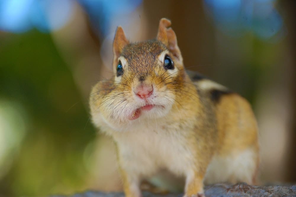 Cross Stitch | Chipmunk - Bokeh Photography Of A Brown Squirrel - Cross Stitched