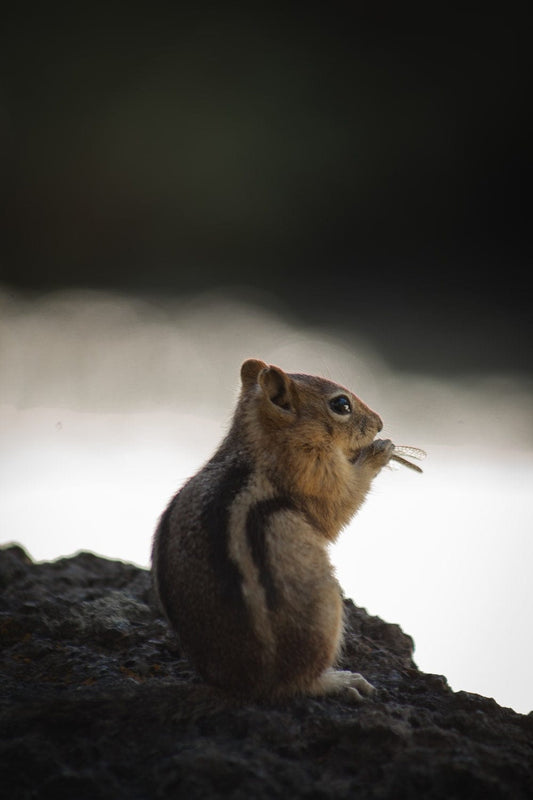 Cross Stitch | Chipmunk - Brown And Gray Squirrel On Rock Formation - Cross Stitched