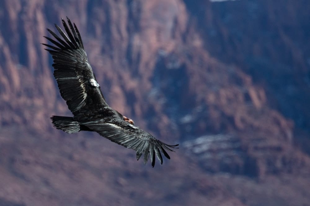 Cross Stitch | Condor - Black And White Eagle Flying Over The Mountain During Daytime - Cross Stitched