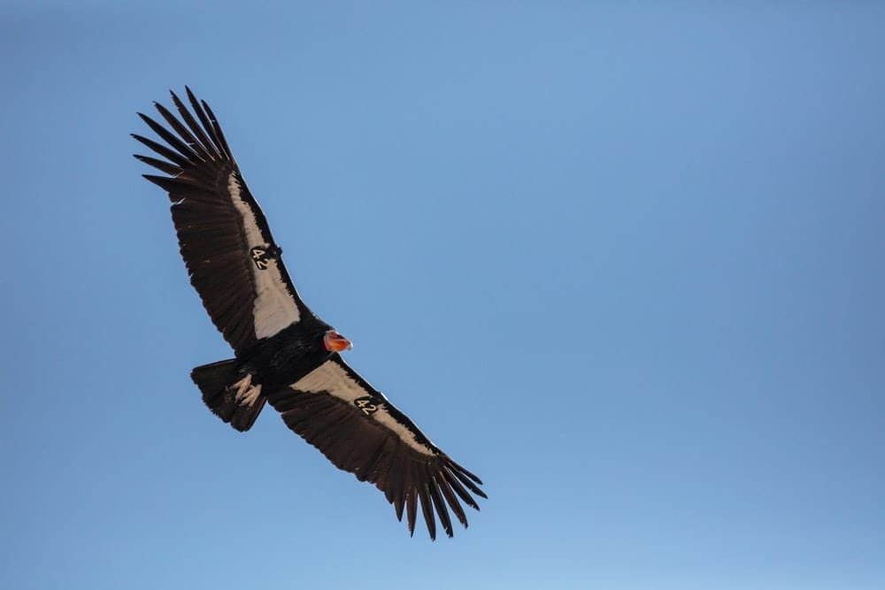 Cross Stitch | Condor - Black Bird Flying During Daytime - Cross Stitched