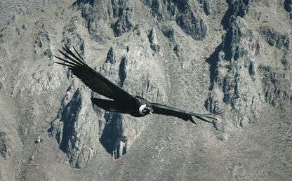 Cross Stitch | Condor - Black Bird Flying Over Gray Mountain - Cross Stitched