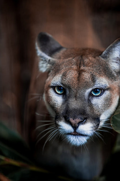 Cross Stitch | Cougar - Brown And Black Cheetah In Close Up Photography - Cross Stitched