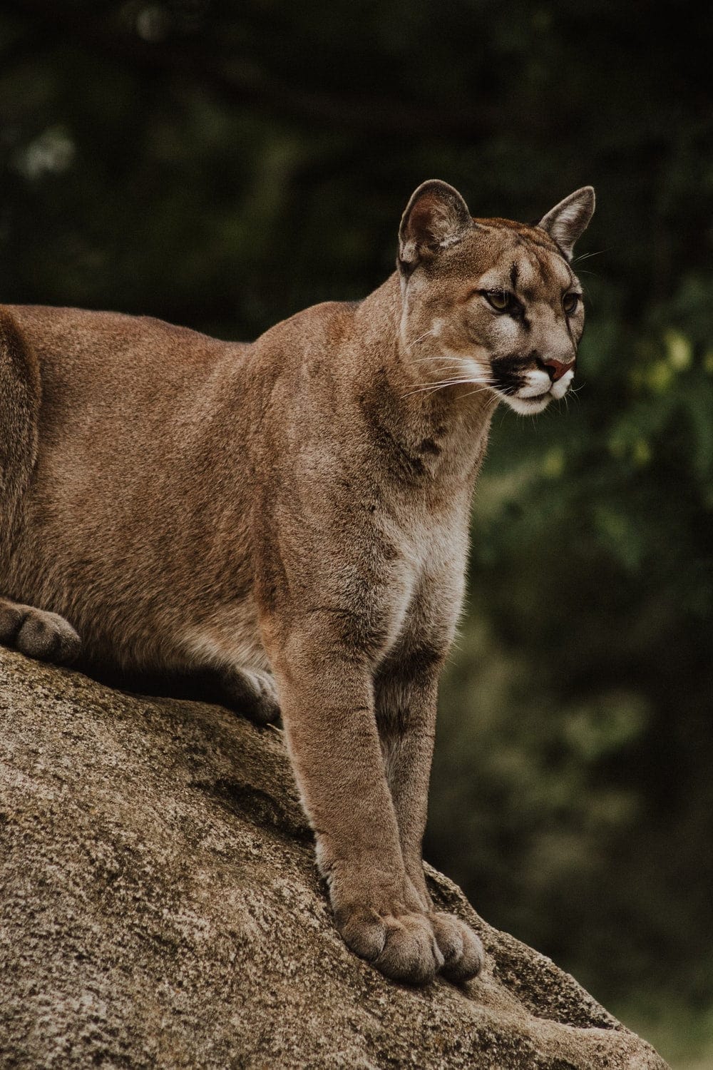 Cross Stitch | Cougar - Brown And Black Wild Cat Sitting On Brown Rack - Cross Stitched