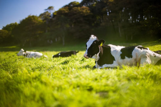 Cross Stitch | Cow - Three Black And White Angus Cattle On Green Grass During Day - Cross Stitched