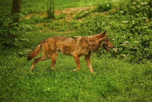 Cross Stitch | Coyote - Adult Brown Dog On Green Grass - Cross Stitched