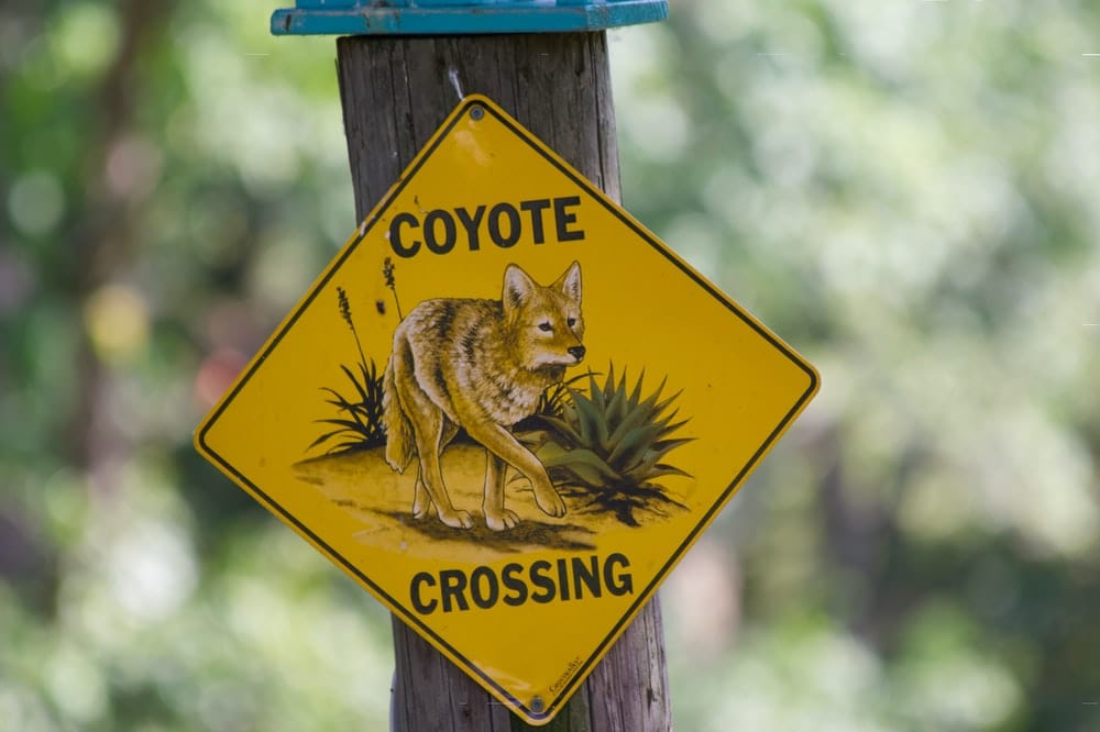 Cross Stitch | Coyote - Brown Squirrel On Yellow And Blue Wooden Signage - Cross Stitched