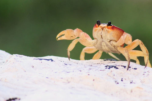 Cross Stitch | Crab - Crab On Rock - Cross Stitched