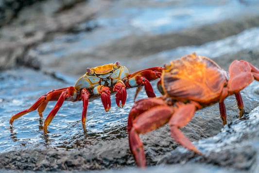 Cross Stitch | Crab - Two Crabs On Rock - Cross Stitched