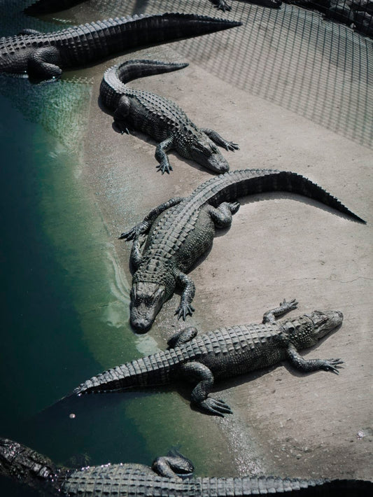 Cross Stitch | Crocodile - Black Crocodile On Green Water - Cross Stitched