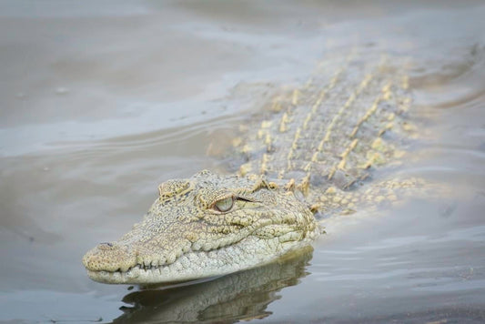Cross Stitch | Crocodile - Photography Of Brown And Gray Crocodile Floating On Body Of Water - Cross Stitched