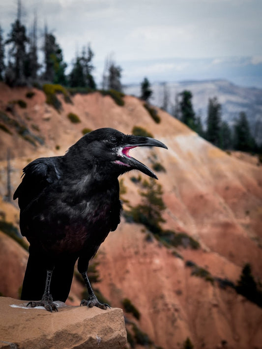 Cross Stitch | Crow - Black Crow On Rock Formation During Daytime - Cross Stitched