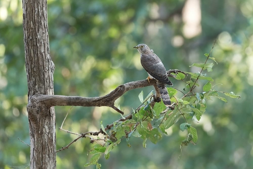 Cross Stitch | Cuckoo - Black Bird On Brown Tree Branch During Daytime - Cross Stitched