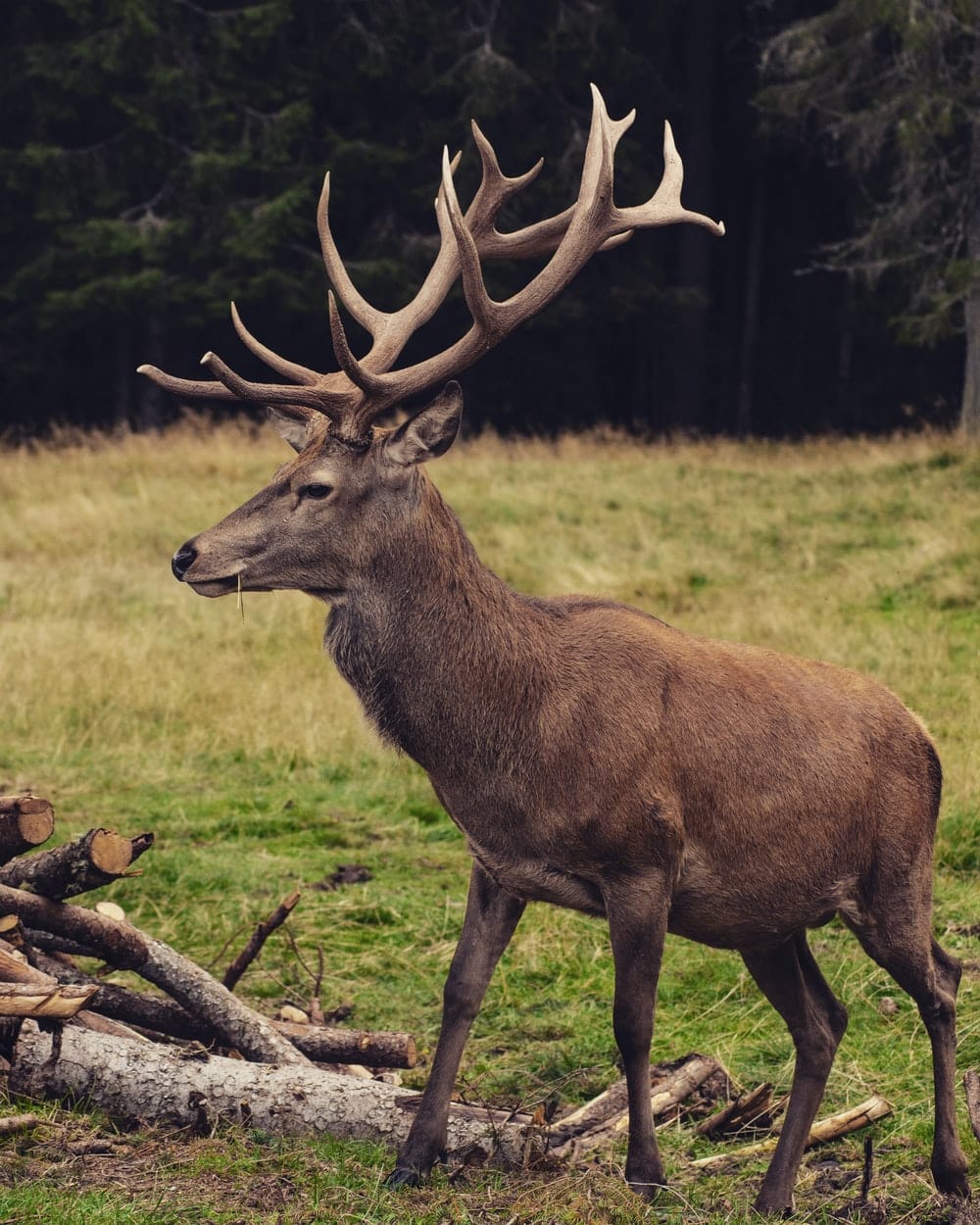 Cross Stitch | Deer - Brown Deer On Green Grass Field During Daytime - Cross Stitched