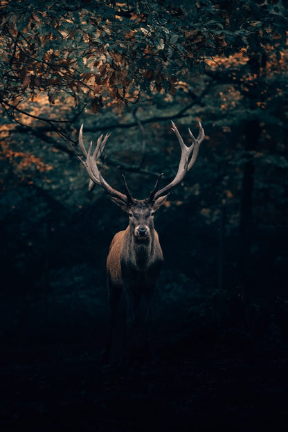 Cross Stitch | Deer - Brown Deer Under Tree - Cross Stitched