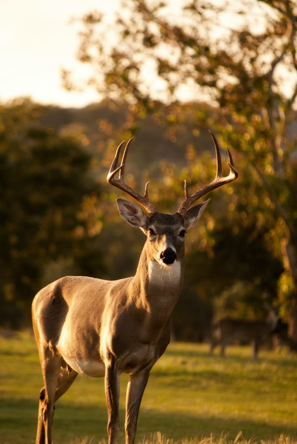 Cross Stitch | Deer - Selective Focus Photography Of Brown Deer Standing On Green Grass Field During Daytime - Cross Stitched