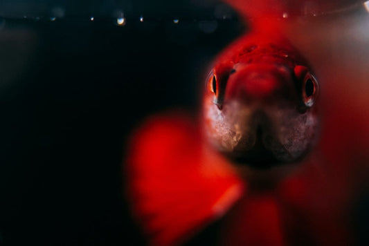 Cross Stitch | Dhaka - Selective Focus Photography Of Red Fish - Cross Stitched